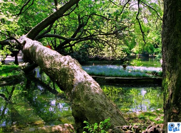 Wooden bridge